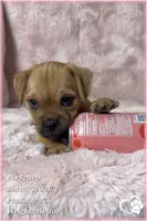 Porkchop the Porkie, a male Pug and Yorkshire Terrier for sale in Phoenix, AZ – 9 of 9