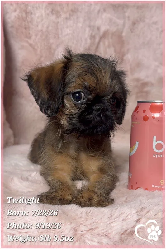 Twilight – Brussels Griffon puppy for sale in Phoenix, AZ