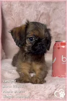 Twilight, a female Brussels Griffon for sale in Phoenix, AZ – 1 of 10