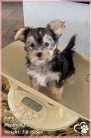 Roger, a male Morkie for sale in Phoenix, AZ – 2 of 10