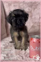 Midnight, a female Brussels Griffon for sale in Phoenix, AZ – 5 of 9