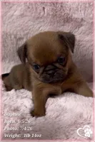 Daphne, a female Brussels Griffon for sale in Tempe, AZ – 9 of 10