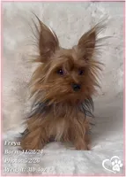 Freya the Teacup, a female Yorkshire Terrier for sale in Tempe, AZ – 5 of 9