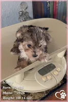 Scamp the Morkie Poo, a male Yorkipoo and Maltese for sale in Tempe, AZ – 4 of 9