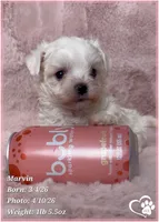 Marvin, a male Maltese for sale in Tempe, AZ – Photo 6 of 8