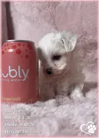 Marvin, a male Maltese for sale in Tempe, AZ – Photo 2 of 8