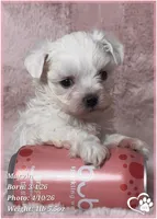Marvin, a male Maltese for sale in Tempe, AZ – Photo 8 of 8