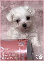 Marvin, a male Maltese for sale in Tempe, AZ – Photo 1 of 8