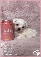 Marvin, a male Maltese for sale in Tempe, AZ – Photo 7 of 8