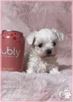 Marvin, a male Maltese for sale in Tempe, AZ – Photo 3 of 8