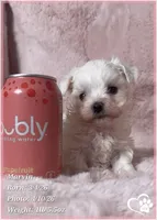 Marvin, a male Maltese for sale in Tempe, AZ – Photo 4 of 8