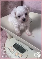 Marvin, a male Maltese for sale in Tempe, AZ – Photo 5 of 8