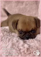 Churro the Bugg/Brugg, a male Pug and Brussels Griffon for sale in Tempe, AZ – 8 of 10