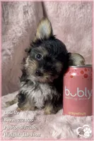 Giselle, a female Morkie for sale in Phoenix, AZ – 3 of 7