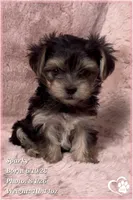 Sparky (3 sisters available also), a male Morkie for sale in Tempe, AZ – 7 of 9
