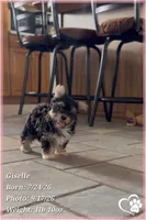 Giselle, a female Morkie for sale in Phoenix, AZ – 7 of 7