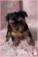 Sammie, a male Yorkshire Terrier for sale in Phoenix, AZ – 2 of 10