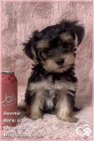 Sweetie, a female Morkie for sale in Tempe, AZ – 8 of 9