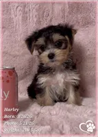 Harley, a female Morkie for sale in Tempe, AZ – 9 of 10