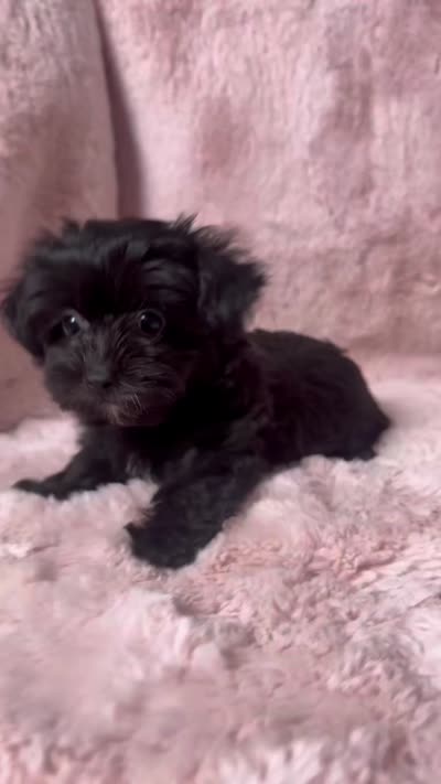 Nickel, a male Yorkshire Terrier and Poodle - Toy  for sale in Tempe, AZ – 3 of 10
