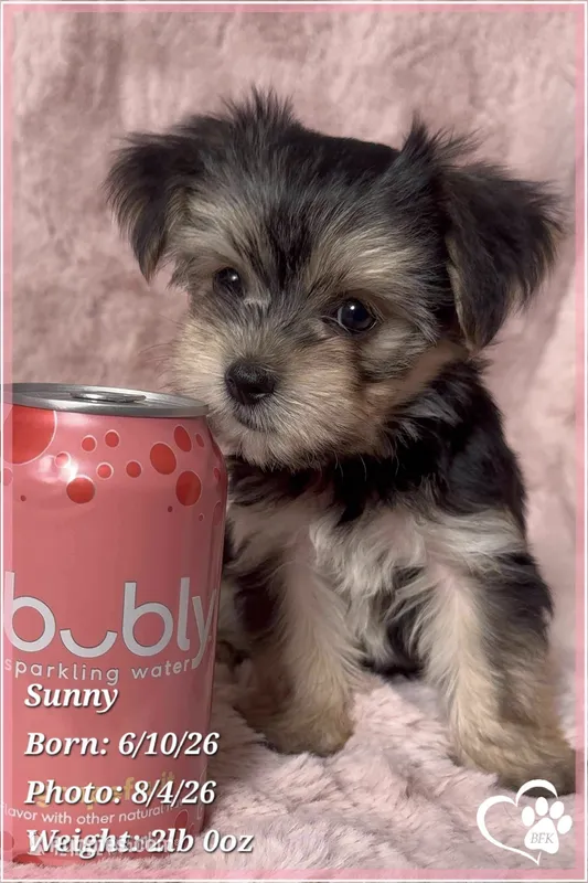 Sunny – Morkie puppy for sale in Tempe, AZ