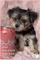 Sunny, a female Morkie for sale in Tempe, AZ – 1 of 9