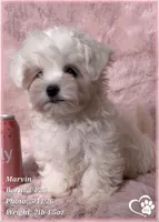 Marvin (new video!), a male Maltese for sale in Tempe, AZ – 5 of 9