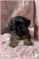 Midnight, a female Brussels Griffon for sale in Phoenix, AZ – 7 of 9