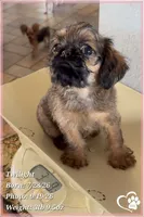 Twilight, a female Brussels Griffon for sale in Phoenix, AZ – 6 of 10