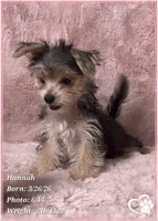 Hannah, a female Morkie for sale in Tempe, AZ – 7 of 8