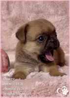 Churro the Bugg/Brugg, a male Pug and Brussels Griffon for sale in Tempe, AZ – 6 of 10
