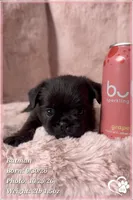 Batman, a male Brussels Griffon for sale in Phoenix, AZ – 7 of 10