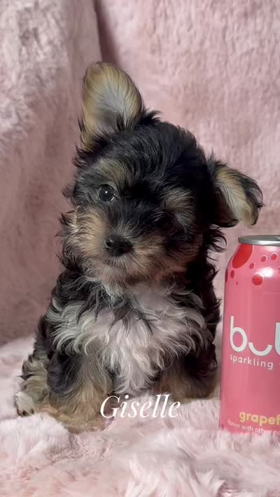 Giselle, a female Morkie for sale in Phoenix, AZ – 2 of 7
