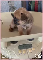 Cheesecake the Bugg/Brugg, a male Pug and Brussels Griffon for sale in Tempe, AZ – 3 of 10