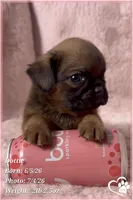 Dottie, a female Brussels Griffon for sale in Tempe, AZ – 5 of 5
