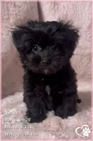 Nickel, a male Yorkshire Terrier and Poodle - Toy  for sale in Tempe, AZ – 5 of 10