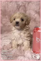 Aramis, a male Maltipoo for sale in Phoenix, AZ – 6 of 10