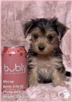 Hiccup, a female Morkie for sale in Tempe, AZ – 7 of 10