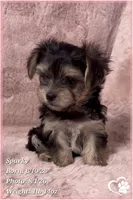 Sparky (3 sisters available also), a male Morkie for sale in Tempe, AZ – 5 of 9