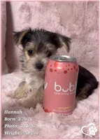 Hannah, a female Morkie for sale in Tempe, AZ – 5 of 5