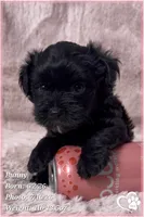 Bunny, a female Yorkipoo for sale in Tempe, AZ – 3 of 10