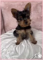 Tulip, a female Yorkshire Terrier for sale in Tempe, AZ – Photo 6 of 7