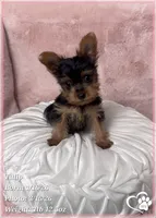 Tulip, a female Yorkshire Terrier for sale in Tempe, AZ – Photo 7 of 7