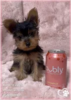 Tulip, a female Yorkshire Terrier for sale in Tempe, AZ – Photo 4 of 7