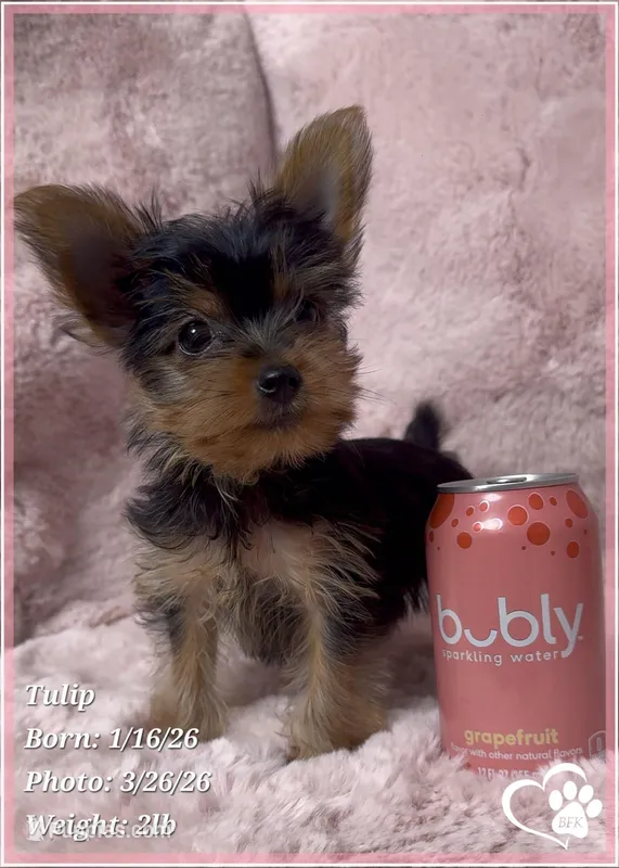 Tulip – Yorkshire Terrier puppy for sale in Tempe, AZ