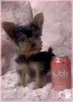 Tulip, a female Yorkshire Terrier for sale in Tempe, AZ – Photo 1 of 7