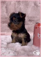 Tulip, a female Yorkshire Terrier for sale in Tempe, AZ – Photo 6 of 10