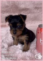 Tulip, a female Yorkshire Terrier for sale in Tempe, AZ – Photo 4 of 10