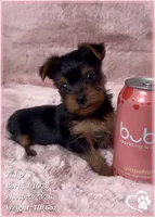 Tulip, a female Yorkshire Terrier for sale in Tempe, AZ – Photo 8 of 10