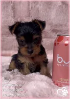 Tulip, a female Yorkshire Terrier for sale in Tempe, AZ – Photo 9 of 10
